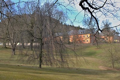Fagus sylvatica 'Pendula' - buk lesní - zimní habitus (24)